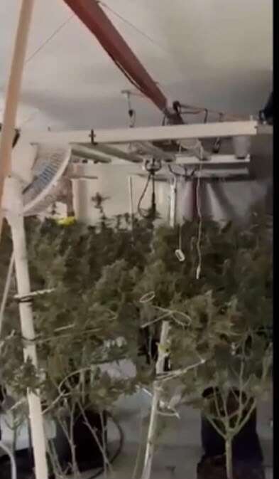 Bodrum’da Uyuşturucu Operasyonu: Evden 56 Kök Kenevir ve 10 Kilo Skunk Ele Geçirildi 1